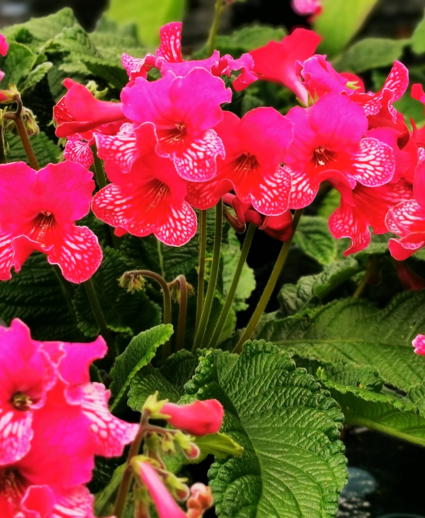 Streptocarpus Sheena