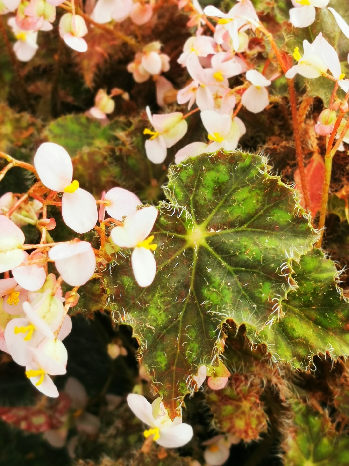Begonia Elaine's Baby