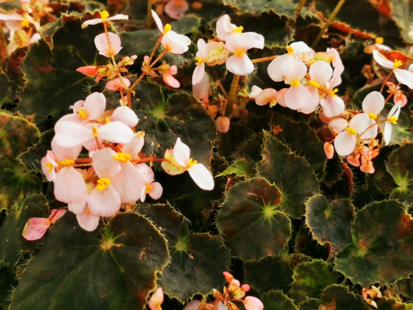 Begonia Bethlehem Star