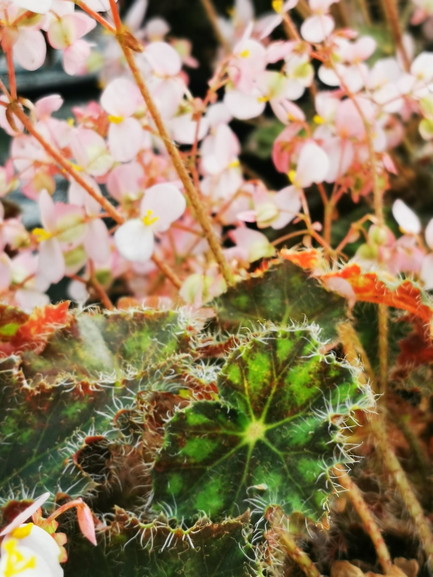 Begonia Elaine's Baby