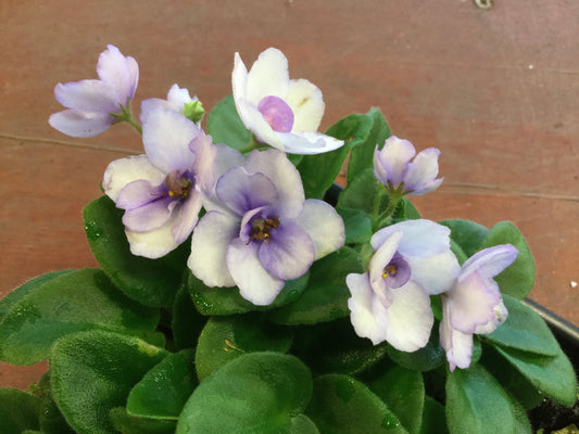 Saintpaulia Rob's Ice Ripples