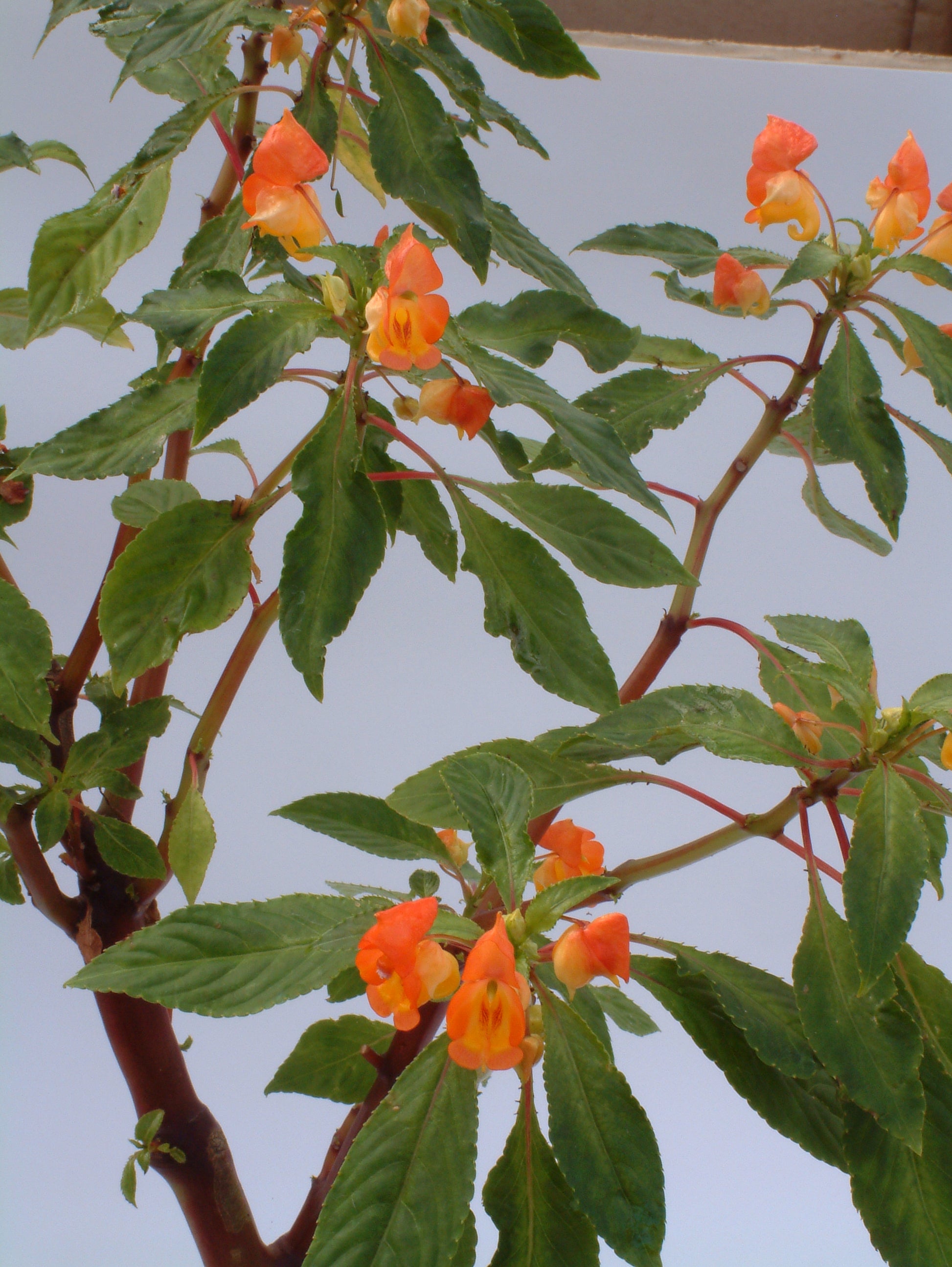 auricoma x bicaudata - Dibleys