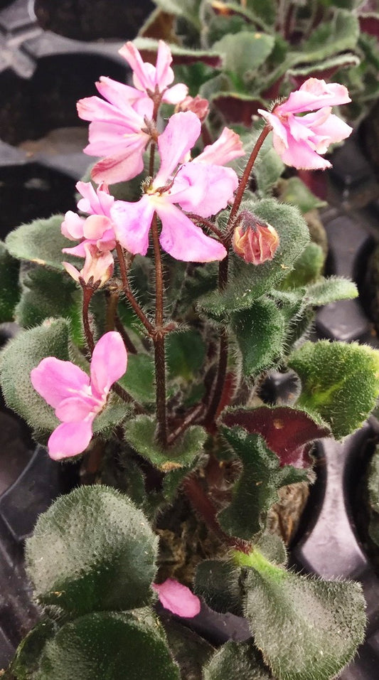 Saintpaulia Imp's Pretty Deadly