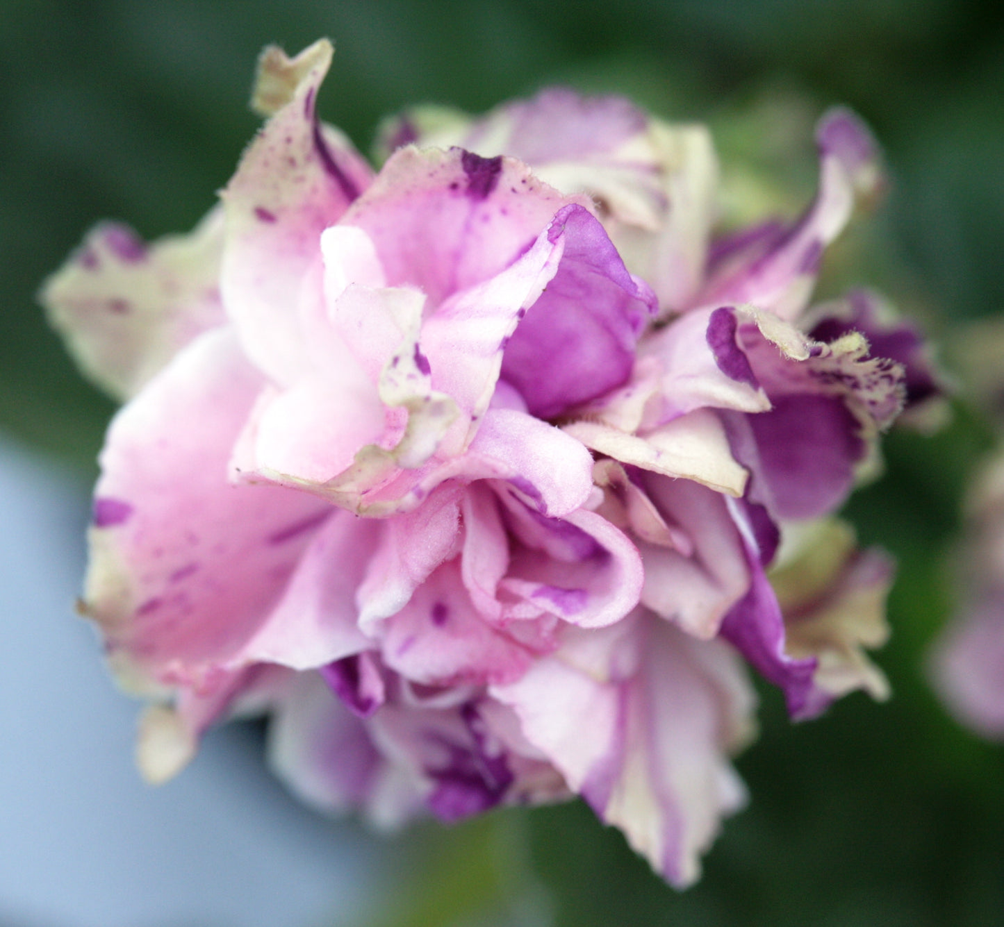 LE-Aisedora - Dibleys