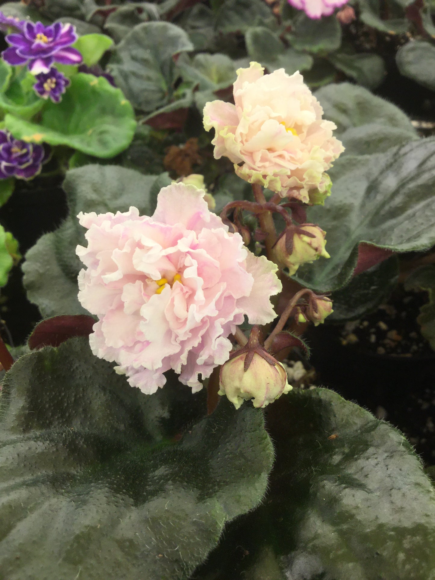 Saintpaulia LE-Sashen'ka