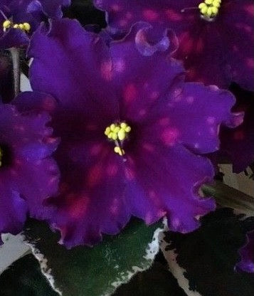 Saintpaulia LE-Southern Night (LE-Yuznaia Noch’)