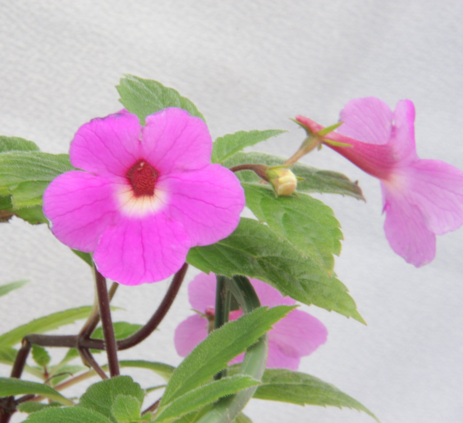 A Collection of Achimenes - Dibleys