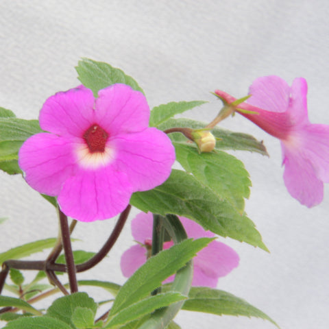 A Collection of Achimenes
