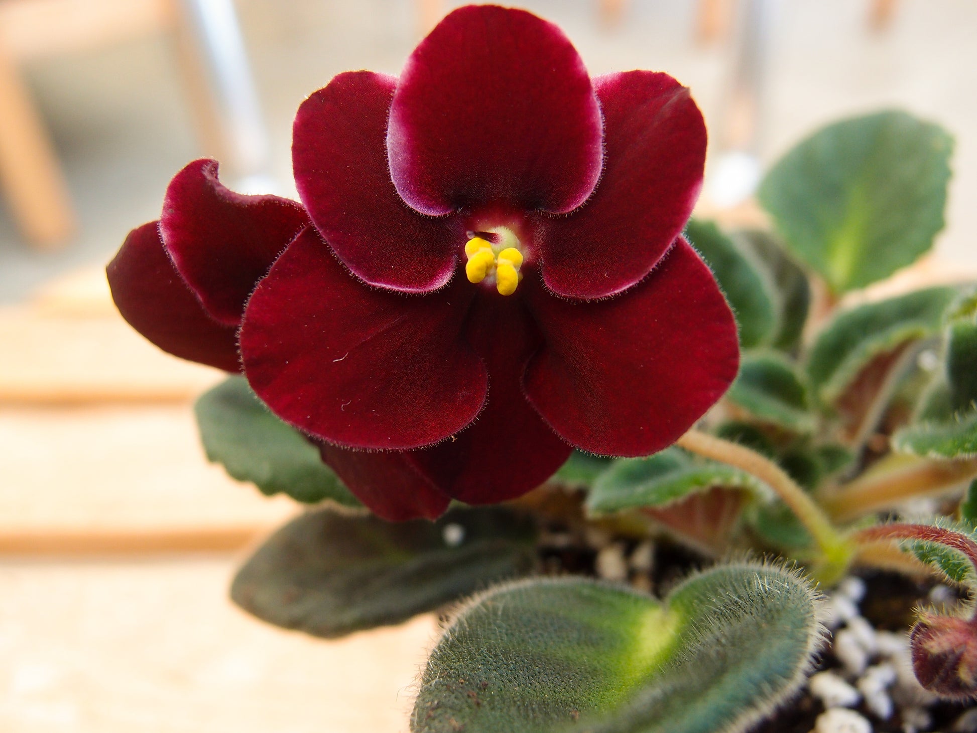 Saintpaulia Mac's Black Jack - Dibleys