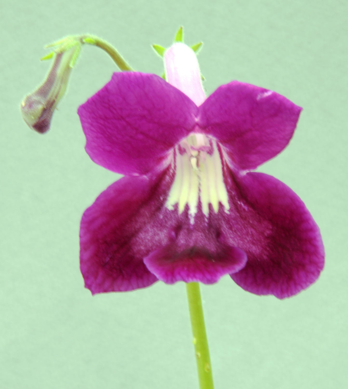 Marie - Dibleys
