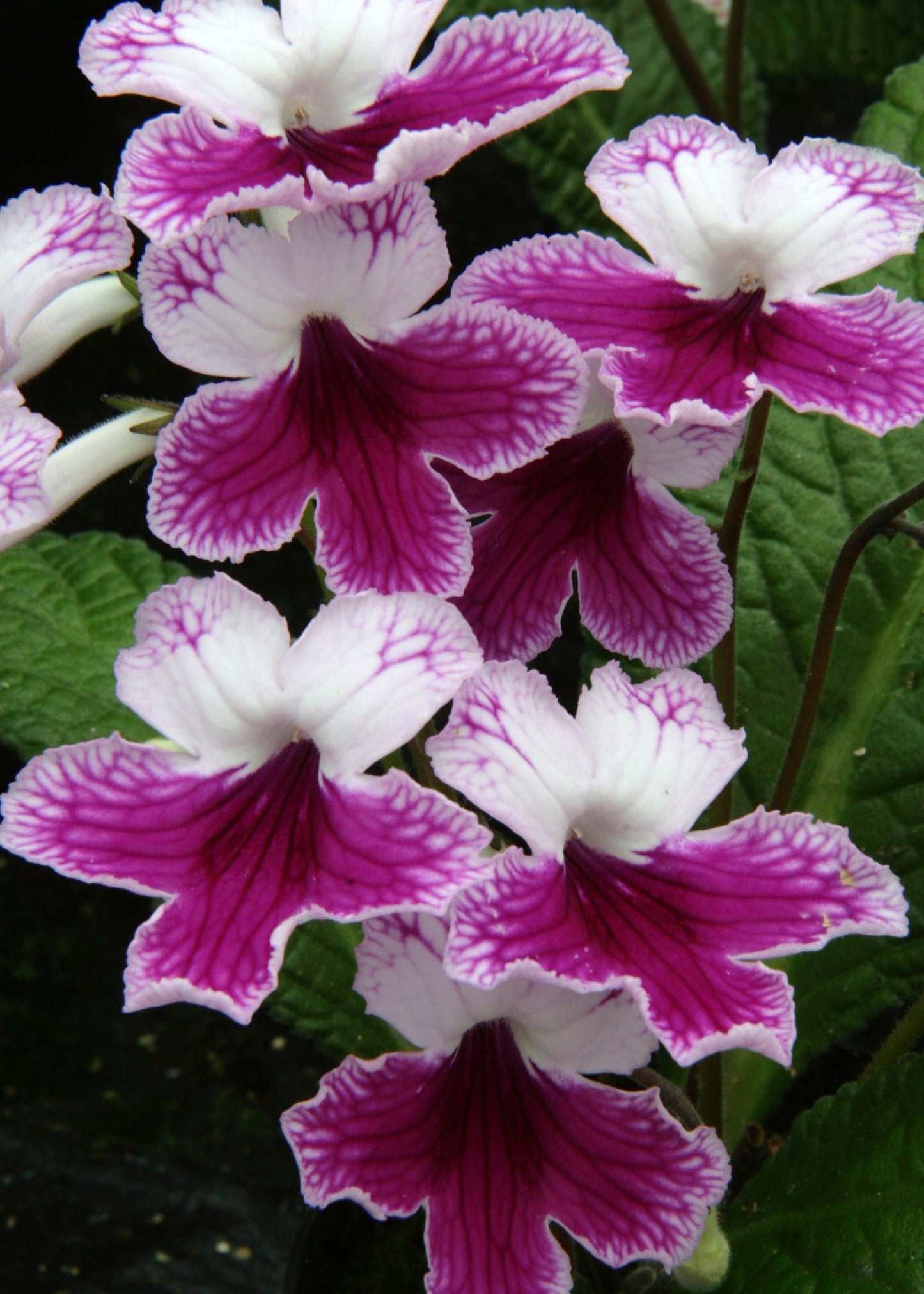 Streptocarpus Matilda - Dibleys