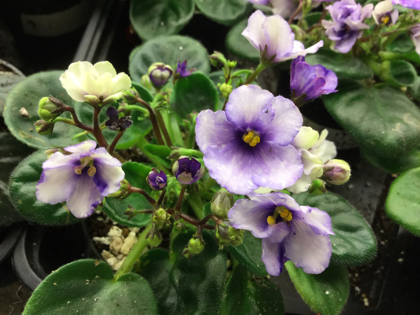 N-Ditya Eloiz - Dibleys