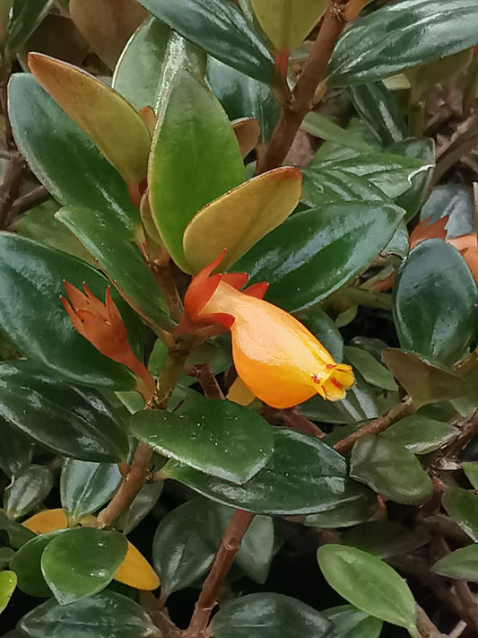 Nematanthus Black Magic