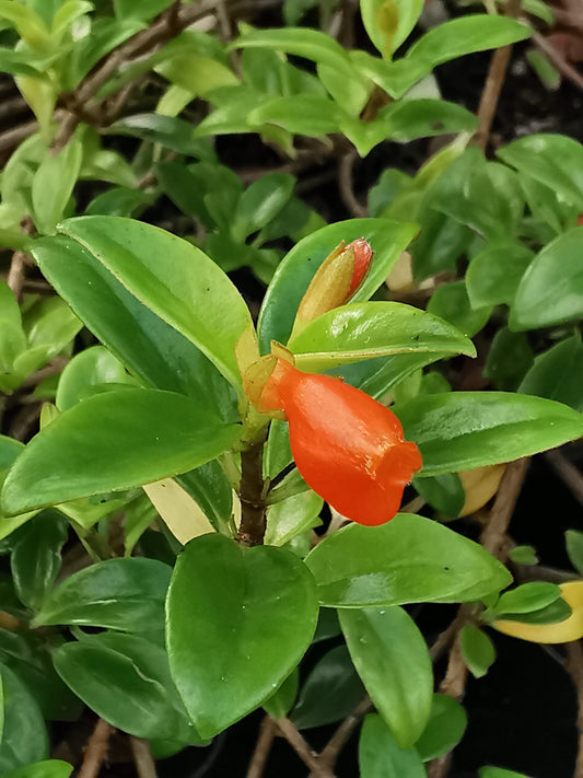 Nematanthus Christmas Holly