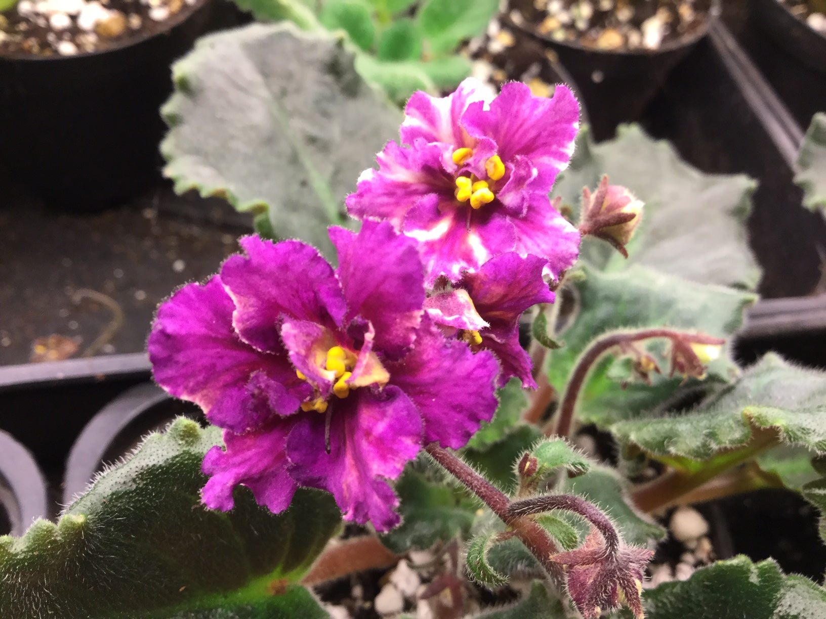 Ness' Fantasy Gold - Dibleys