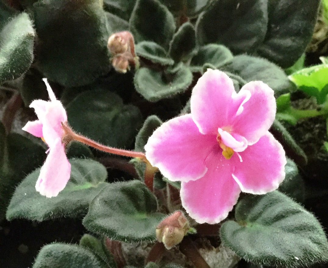 Ode To Grace - Dibleys