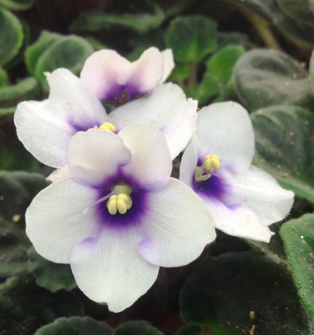 Saintpaulia Optimara Myjoy - Dibleys