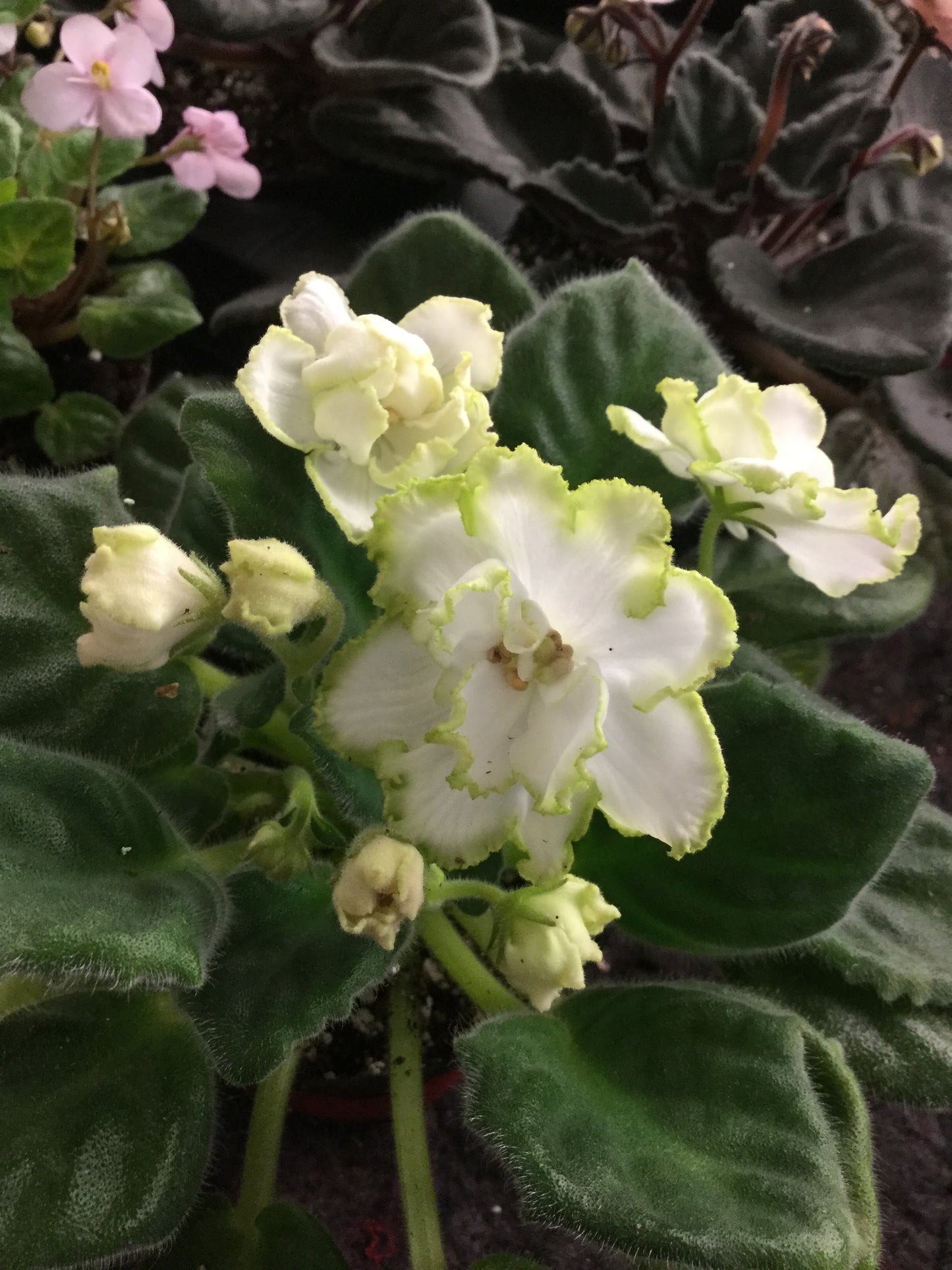 Saintpaulia Greenhouse Effect (Parnikovyi Effekt)
