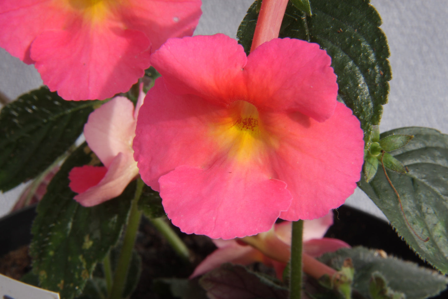 A Collection of Achimenes