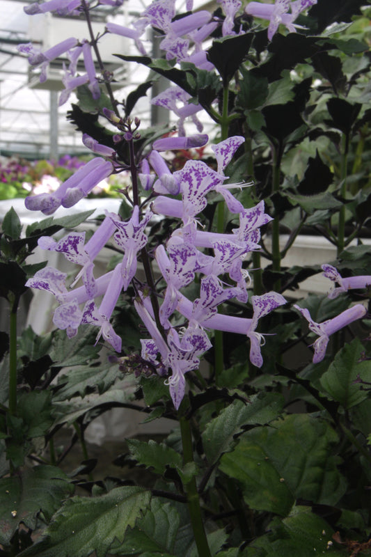 Mona Lavender - Dibleys