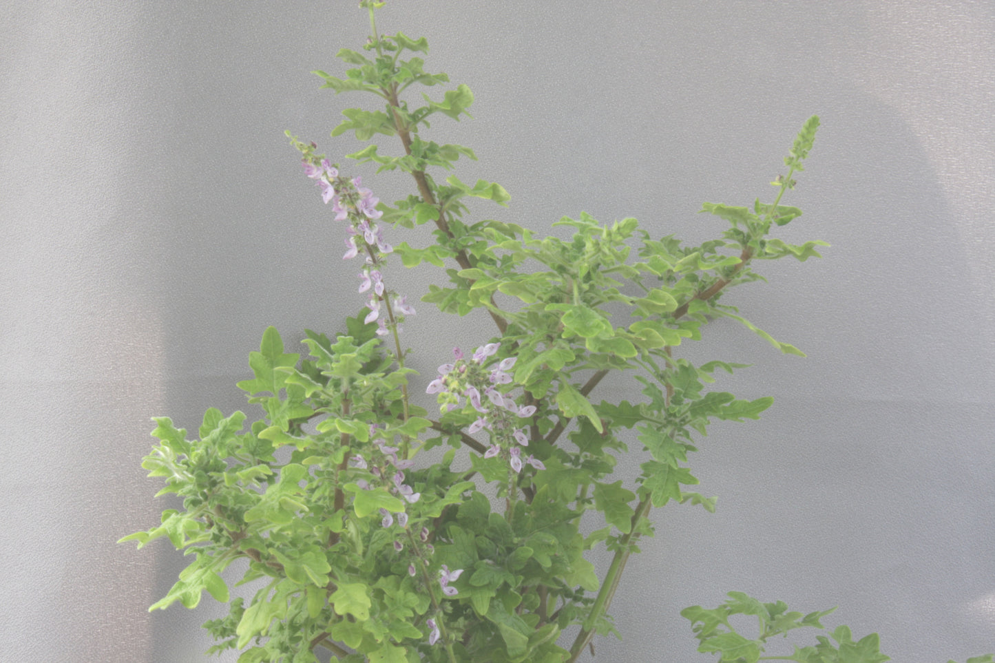 Plectranthus venteri