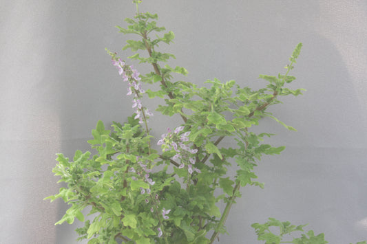 Plectranthus venteri