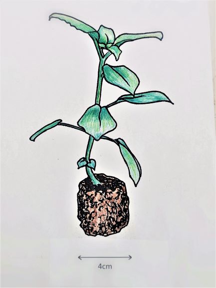 Aeschynanthus Little Tiger