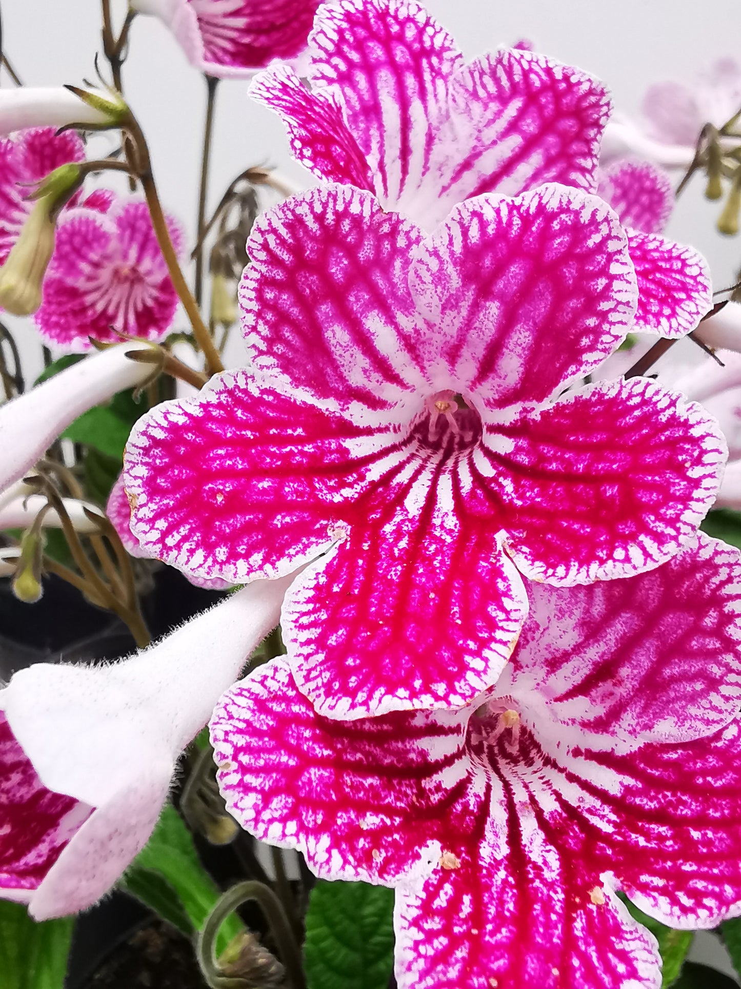 Streptocarpus Polka-Dot Pink