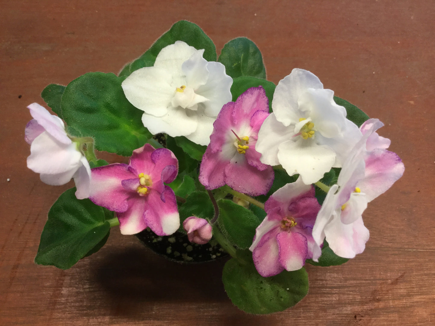 Saintpaulia RS-Goddess Aurora (RS-Boginya Aurora)