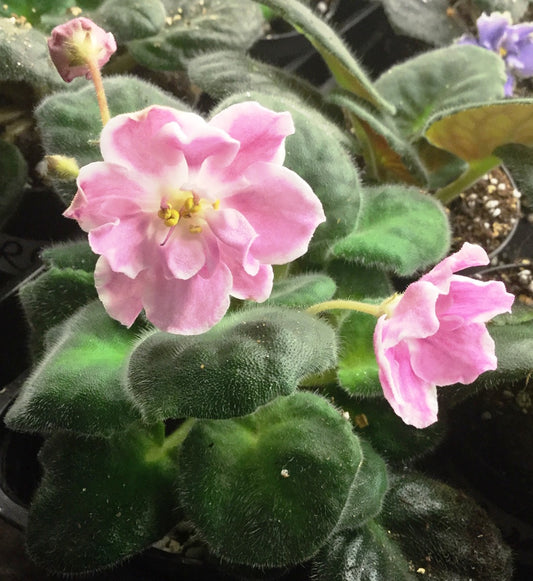 RS-Modnyi Val's - Dibleys