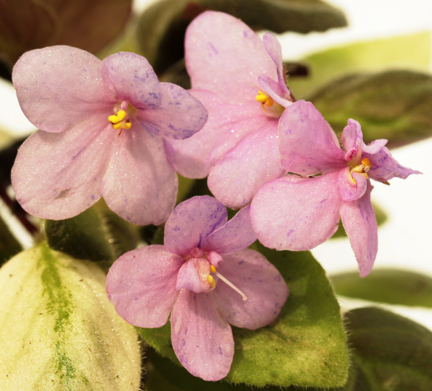 Ramblin' Amethyst - Dibleys