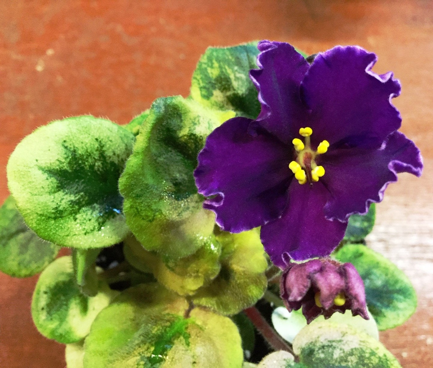 Saintpaulia 23-Reka Volga