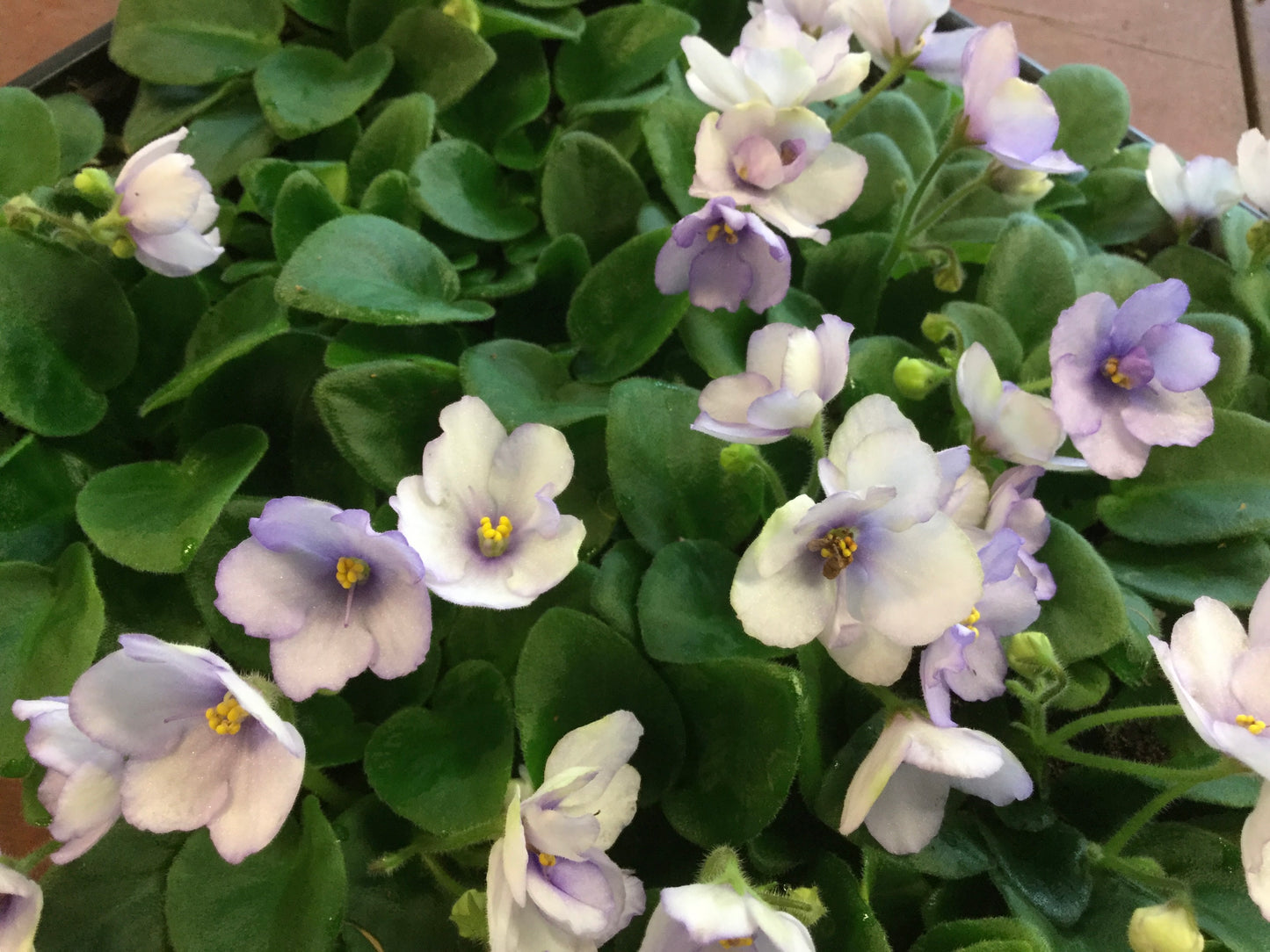 Saintpaulia Rob's Ice Ripples