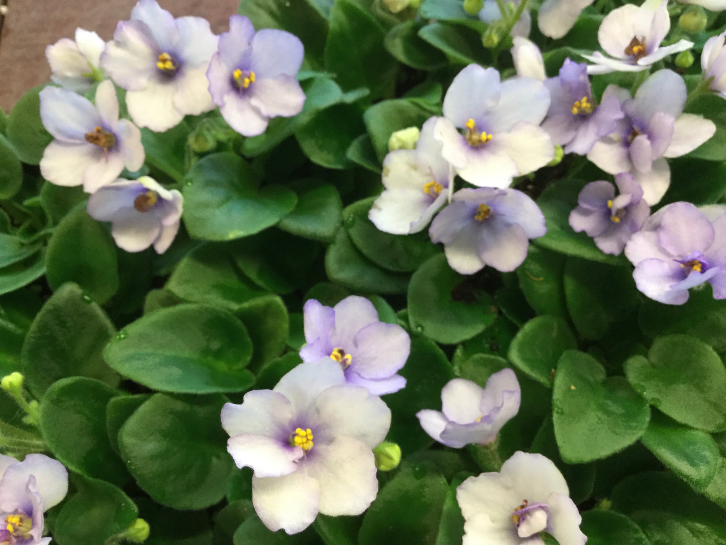 Saintpaulia Rob's Ice Ripples