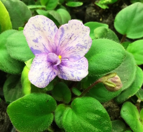 Rob's Lilli Pilli - Dibleys