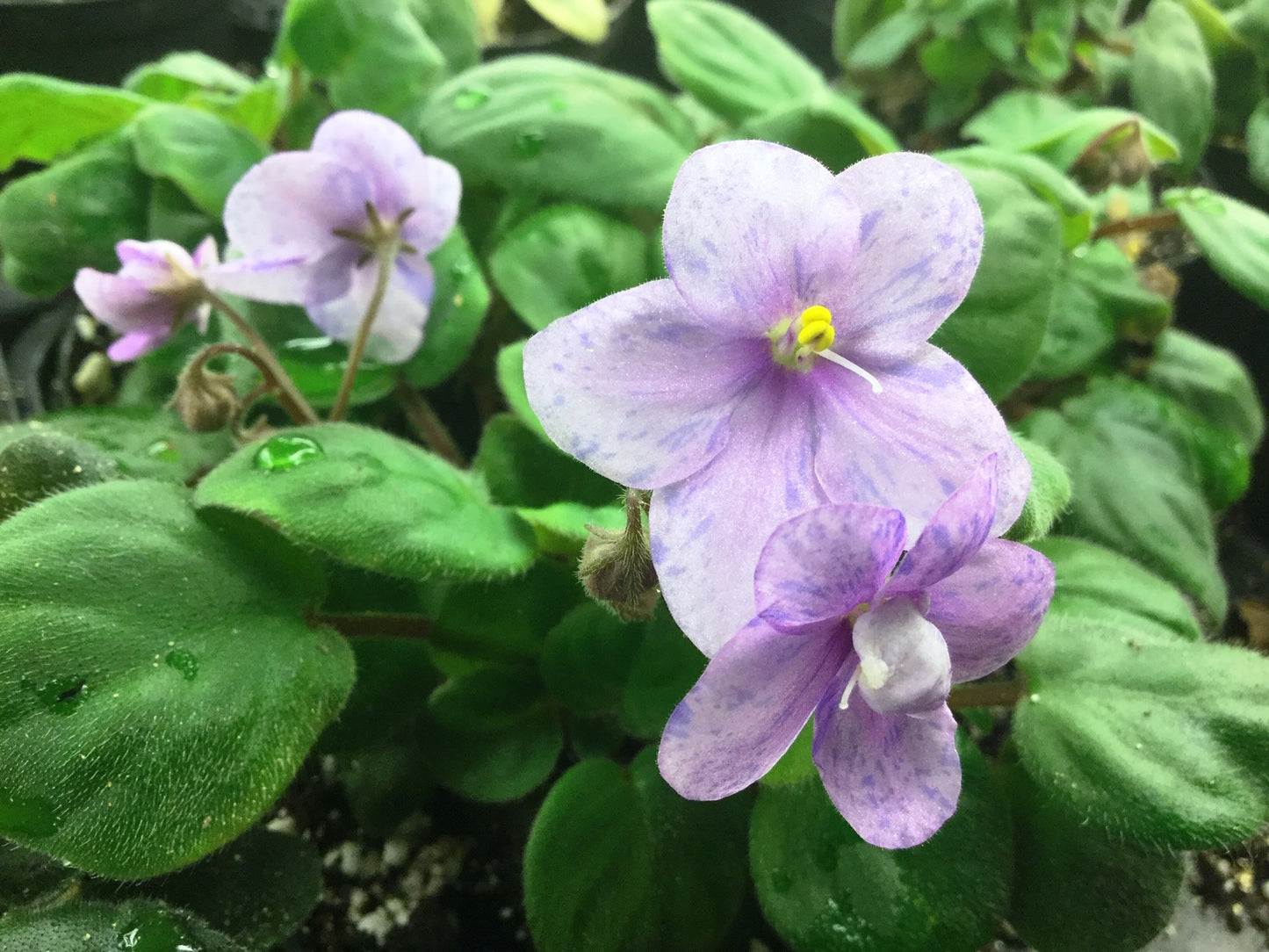 Rob's Lilli Pilli - Dibleys