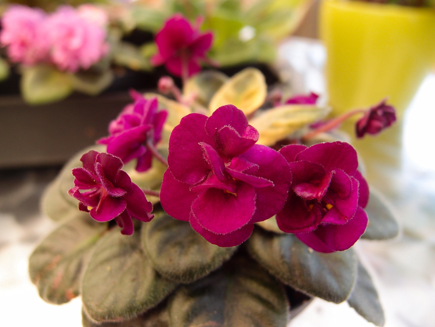 Rob's Bed Bug - Dibleys