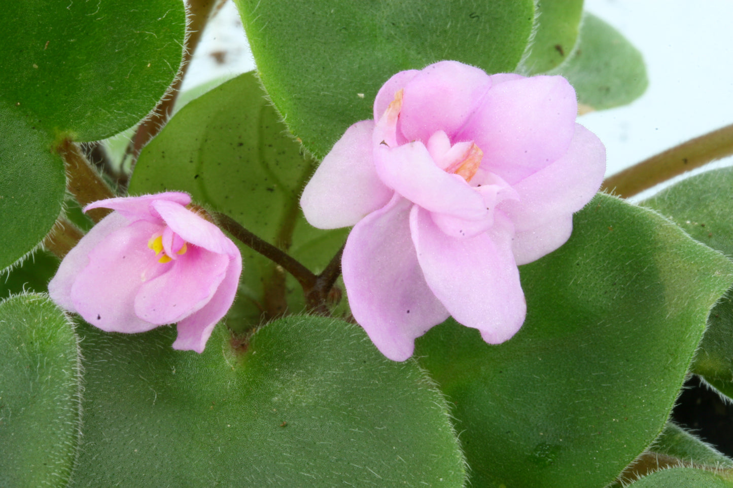 Rob's Wooloomooloo - Dibleys