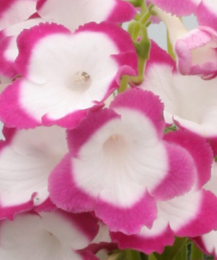 Streptocarpus Rose Halo - Dibleys