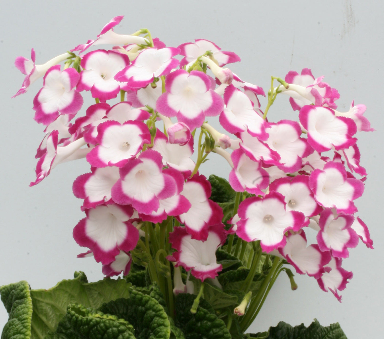 Streptocarpus Rose Halo - Dibleys