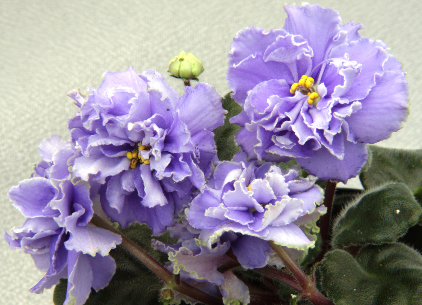 Saintpaulia Ruffled Skies