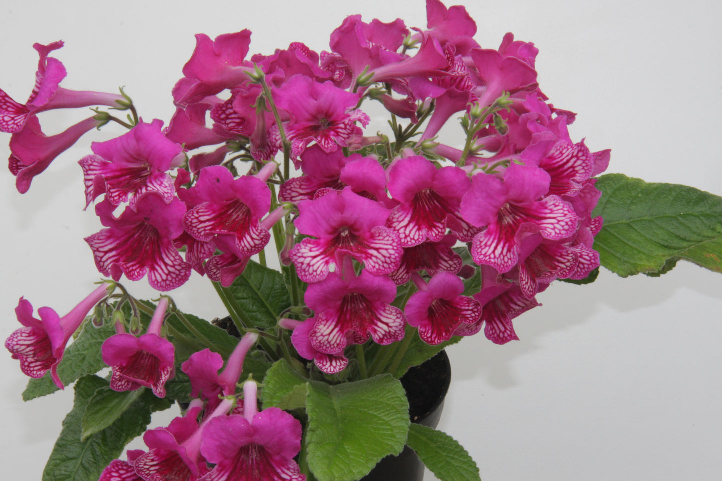 Streptocarpus Sheena