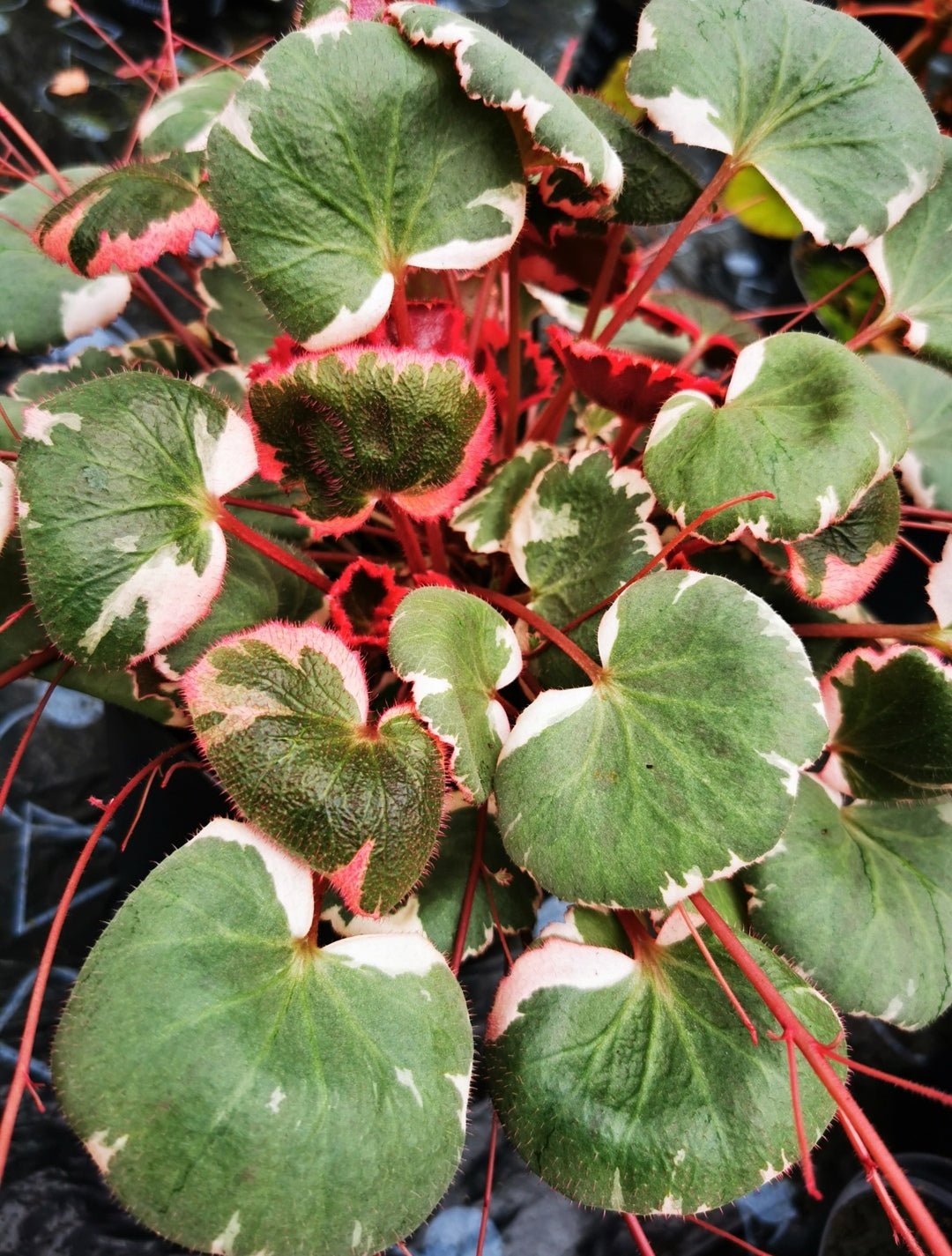 Saxifraga