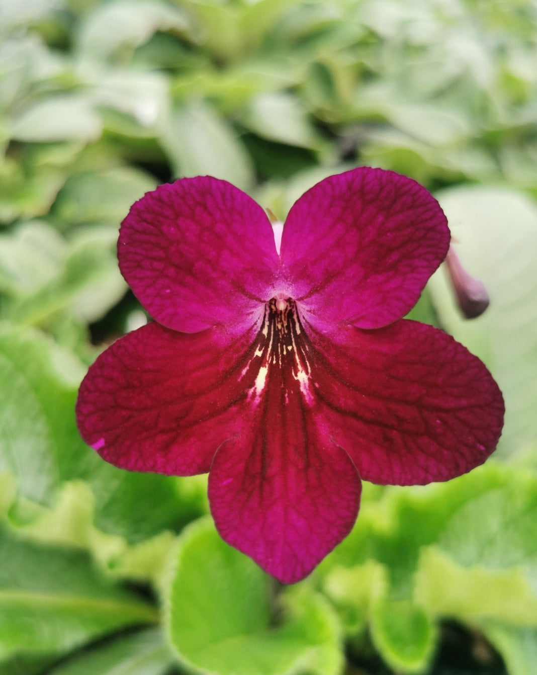 Streptocarpus Dibley's Patricia