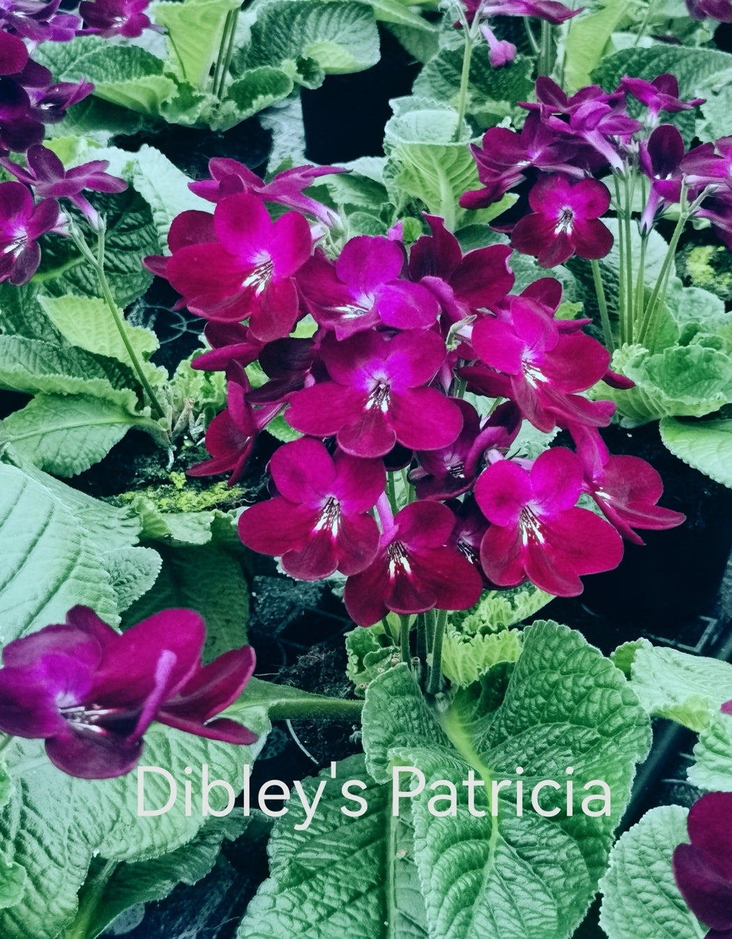 Streptocarpus Dibley's Patricia NEW