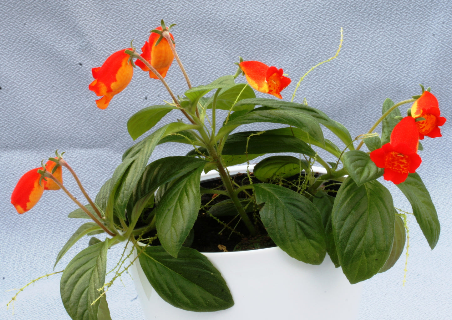 Seemania species - Dibleys