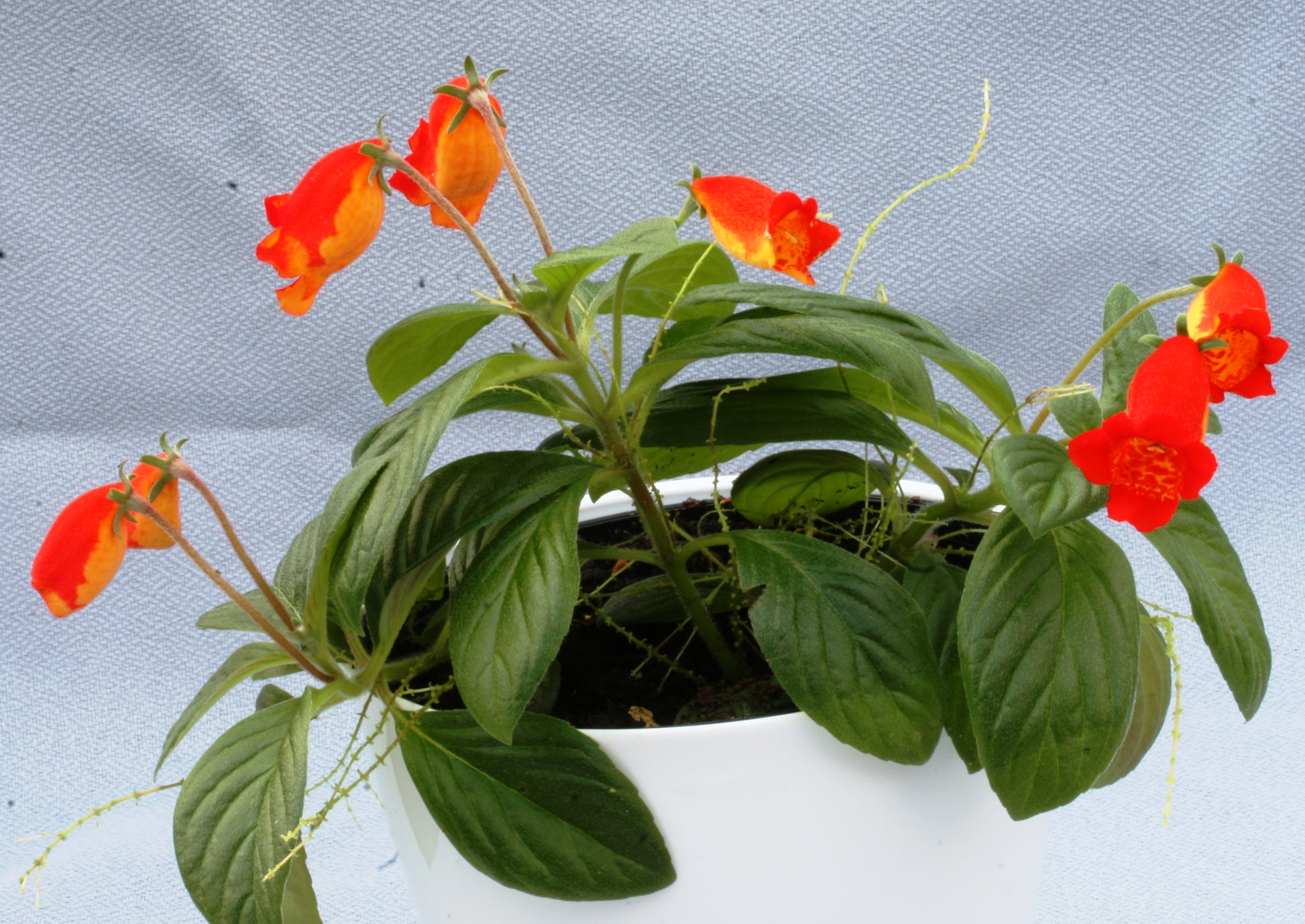 Seemania species - Dibleys