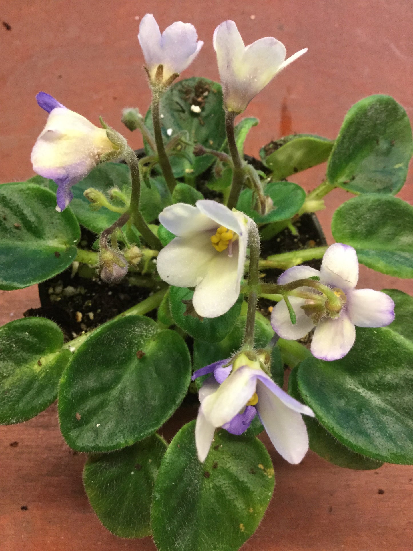 Saintpaulia Senk's Alchemy Yellow Star