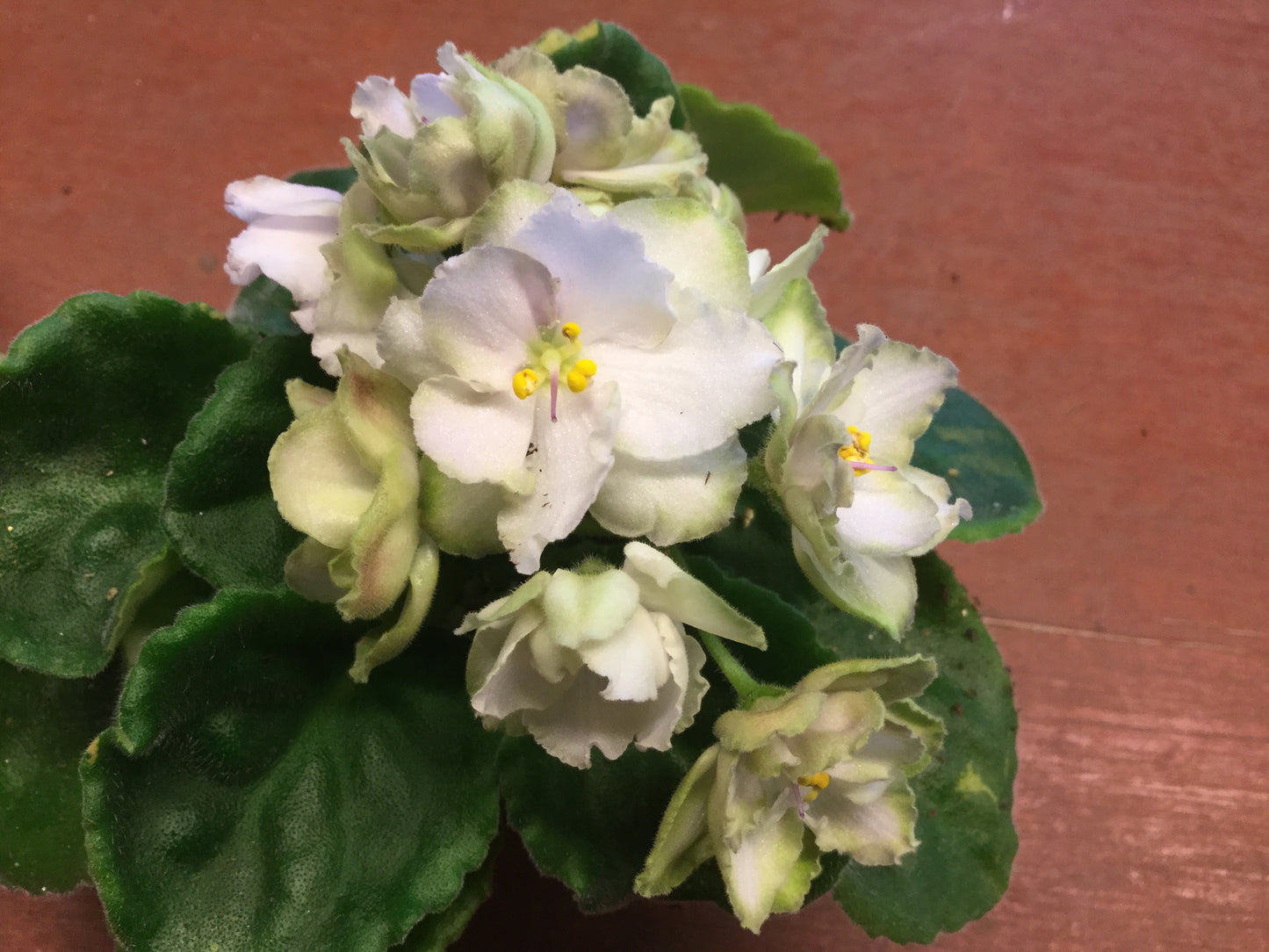 Saintpaulia Smokey Moon