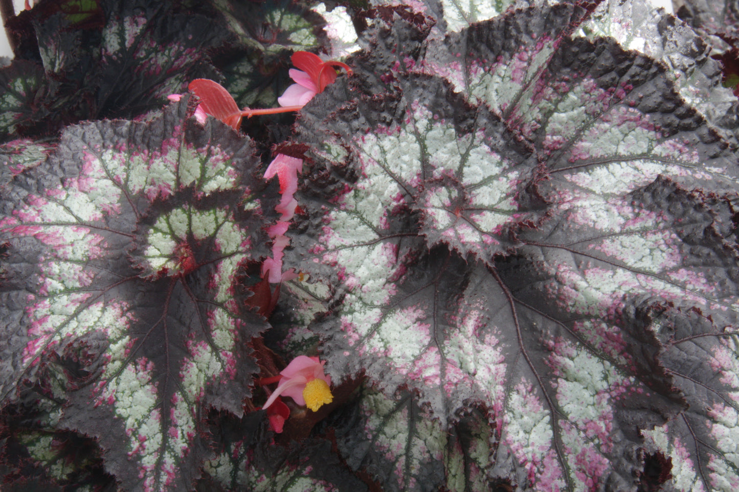 Begonia Spinning Gem